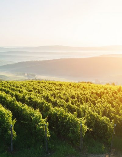 Pikasi Wines web cover